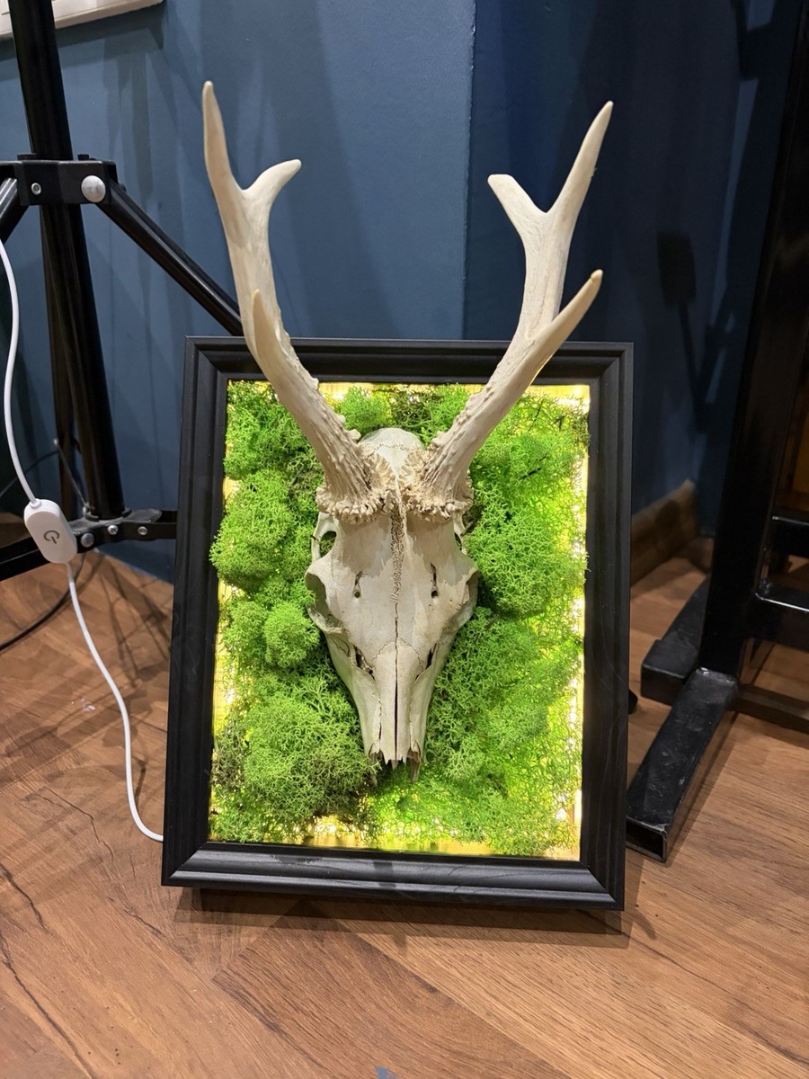 Roe Deer Skull Wall Art with Moss LED Light, Gothic Decor, Witchy