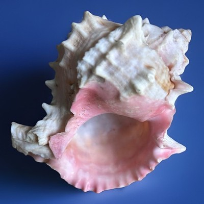 Natural Pink Murex Seashell Spiny Conch Beach Coastal Home Decor | eBay UK