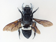 MA6244. Unmounted insect: Hymenoptera sp. Hal...