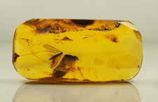 HUGE PERFECT VISIBILITY In GENUINE BALTIC AMBER Stone 4.5 g. F200