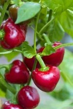 25+ Red Cherry Sweet Pepper Seeds  | NON-GMO | Heirloom | 