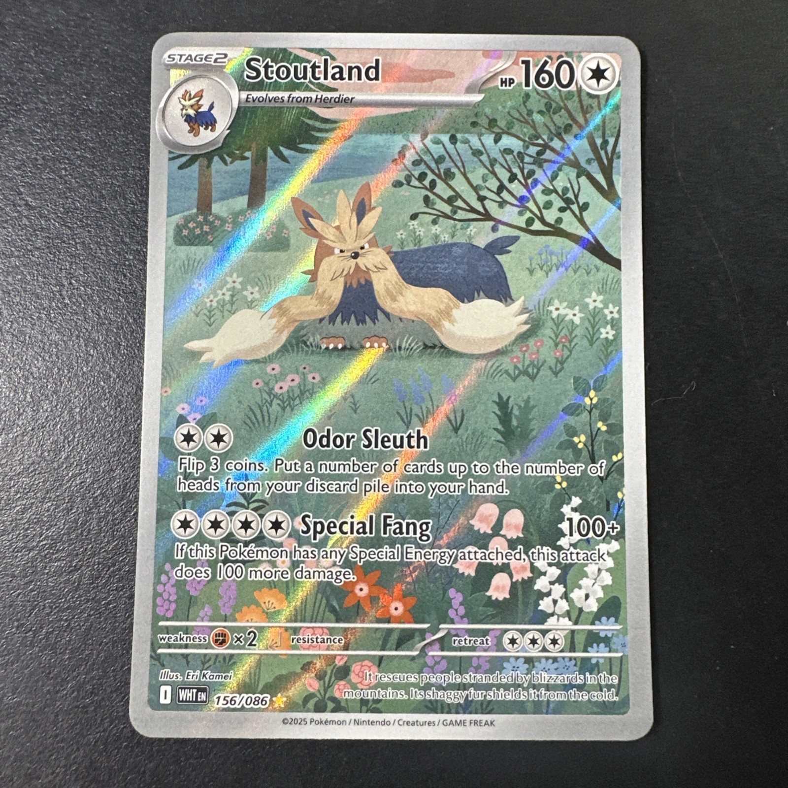 Pokemon TCG Stoutland 156/086 Sv: Scarlet Violet White Flare Holo NM IR Rare