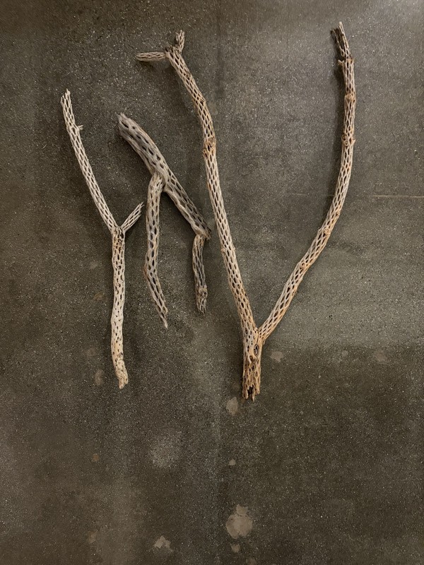 Lot of 3 Branched Cholla Wood Cactus Skeletons from Joshua Tree 16-25"
