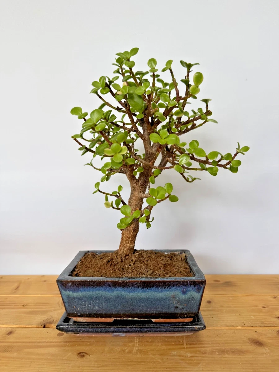 Jadebaum in Bonsai-Bume online kaufen | eBay.de