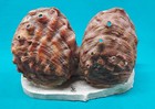 Signed 1959 St. Peterburg FLORIDA Sea Shell Art / Large Impressive Piece  — photo 10