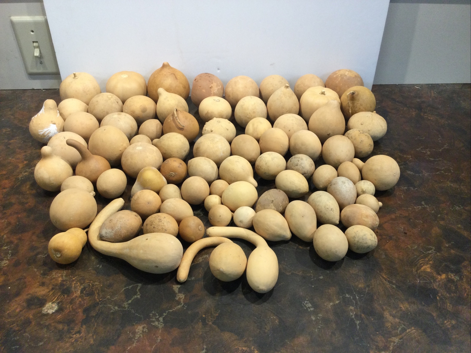 Lot Of Dried Gourds For Crafts Over 50 Gourds eBay