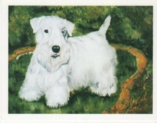 Sealyham Terrier Pet Dog Standing in Grass Notecard Set - 12 Blank Note Cards