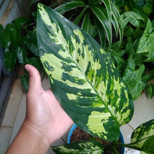 Dieffenbachia Aurora Tricolor Buy 3 Free 1 + Phytosanitary Cert - Picture 3 of 3