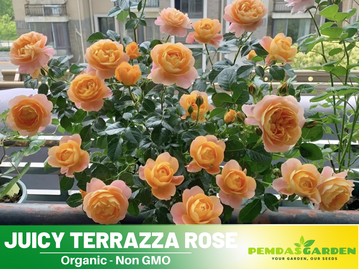 30+ Seeds| Juicy Terrazza Perennial Rose Seeds #1160 | eBay