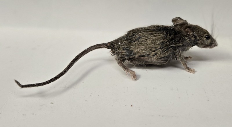 Freeze Dried Mouse Taxidermy Mount Prop Halloween Prop Art Prank
