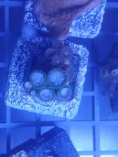 Zoanthid Coral Cluster Frag at random