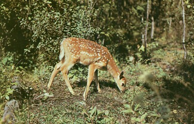 Nature's Darling Fawn Vintage Postcard