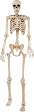 Pose-N-Stay Halloween Skeleton, 6 FT – Life-Size, Realistic, Fully Poseable Indo