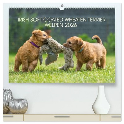 IRISH SOFT COATED WHEATEN TERRIER WELPEN 2026 (hochwertiger Premium...