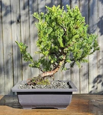 Juniper squamata Expansa Parsonii Bonsai In 6 Inch Black Rectangular Plastic Pot