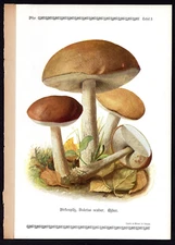 1913 Original Antique Color Print Boletus Scaber - Birch Bolete Edible Mushroom