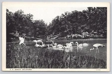F.P. Ranch Oklahoma BARTLESVILLE OK Postcard c1920s UNP