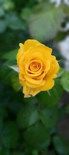 Digital Image Picture Photo Pic Wallpaper Yellow Rose in Bloom Flower Nature