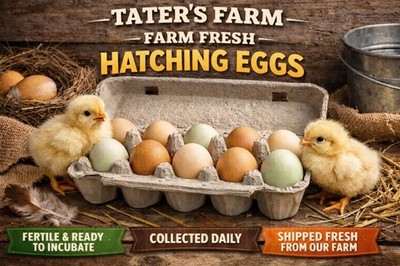 12++ Premium Fresh and Fertile Chicken Hatching Eggs Rainbow Assortment Mix