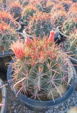 5 Gallon Ferocactus wislizenii, Fish Hook Barrel, Long Red Spines, Cactus