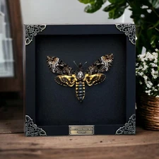 Real Death Head Moth Skull Acherontia Taxadermy Frame Insect Taxidermy Decor