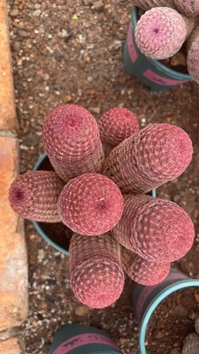 1pc 10CM Eight Head Red Sun Boutique Garden Boutique