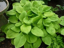 1 -  AUGUST MOON HOSTA BareRoot Perennial Plant * USDA Hardiness Zone: 3-9