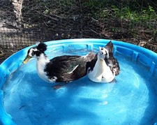 8 Rare Magpie Duck Hatching Eggs - Crested Bloodline - Shipping Now - FREE SHIP