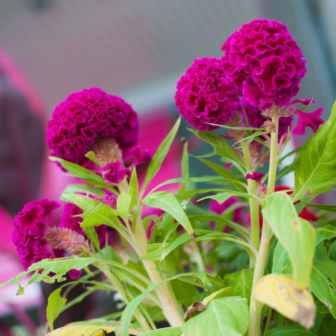 wiesenblumen saatgut Blumensamen 