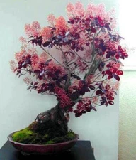 Smoke Tree Bonsai Seeds for Planting - 40 Seeds to Grow of Cotinus coggygria - E