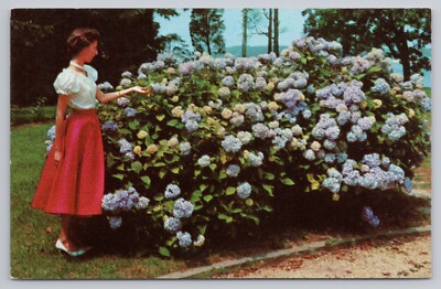 Pretty Lady Dwarfed by Blue Hydrangeas in Bloom New Jersey Coast UNP