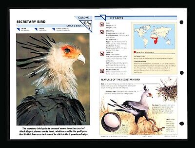 Secretary bird, facts and photos