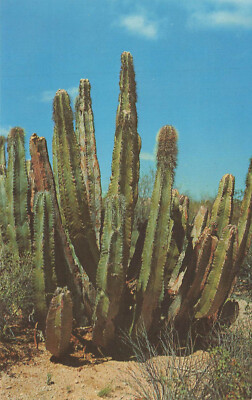 Postcard Senita Cactus Ajo Arizona | eBay