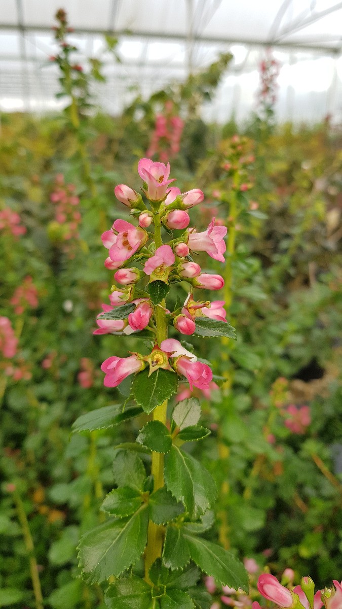 Escallonia à fleur rouge clair Pride of Donard spécimen d'ornement pour massif