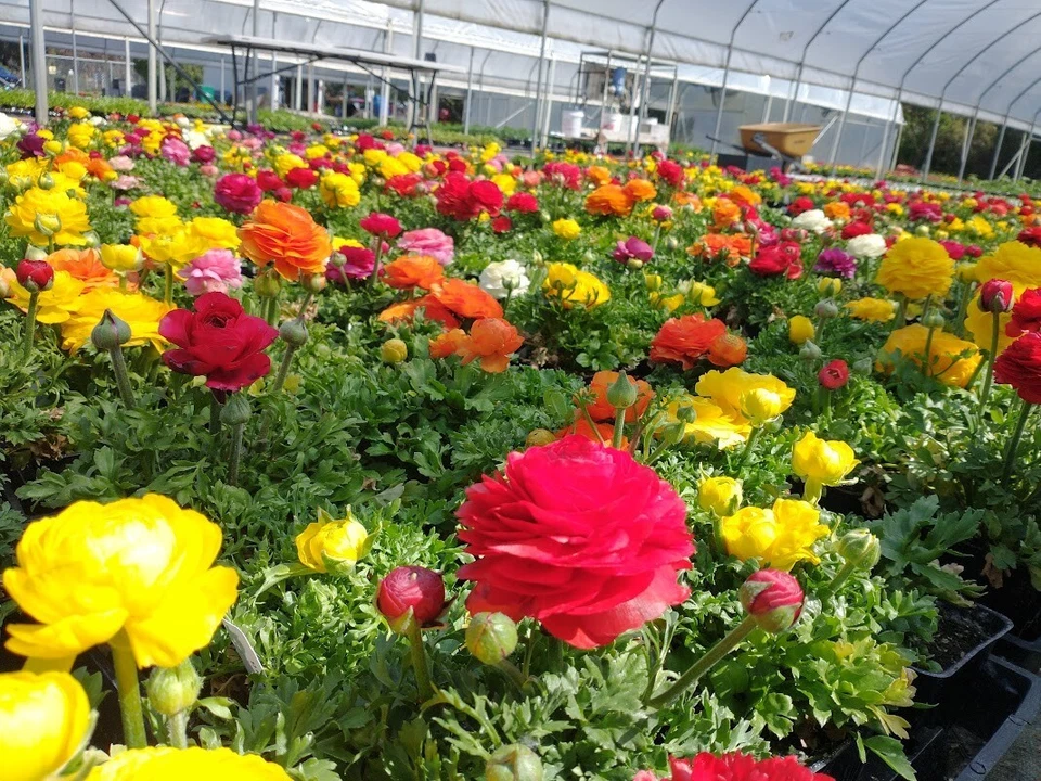 100 Bombillas Ranúnculo Mezcladas DOBLES Buttercups Primavera ¡GANGA! Foto 4 de 4