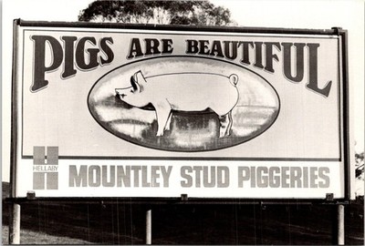 Beautiful Pigs Mountley Stud Piggeries Hellaby Humor Postcard C128A