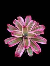 🪷 Neoregelia ‘Better Time’ – 11” Offset – Young Bromeliad Plant