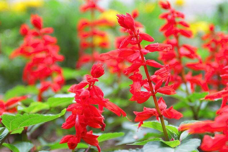 Sage RED SCARLET SALVIA Annual, Perennial Hummingbird Flowers Non