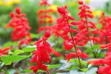 Sage RED SCARLET SALVIA Annual, Perennial Hummingbird Flowers Non-GMO 500 Seeds!