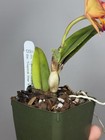 NEW! Unreleased 2027 Cattleya (Slc. Angel Eyes x Pot. Exotic Really — photo 8