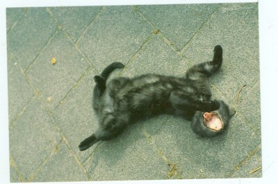 CAT-BLACK CAT ON ITS BACK YAWNING ON A PATIO-1990-4''X6''--(CAT-56a*)