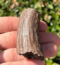 Florida Fossil Deer Antler 2.15” Mammal Ice Age Pleistocene Bones Odocoileus