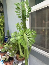 African Milk Tree Cutting – Euphorbia Trigona – 6”+ Callused Live Succulent