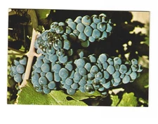 Delicato Vineyards Manteca CA VTG postcard UNP ZINFANDEL