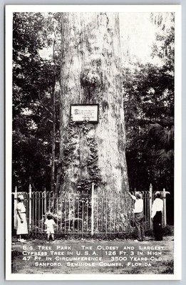Big Tree Park Sanford FL The Senator Cypress Tree 1957 Postcard AA626