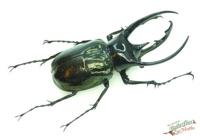 Chalcosoma chiron belangeri SET x1 A1 - Entomologie MONSTER Käfer Insekt SCHÖN D2.
