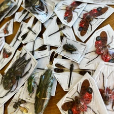 Assorted Bugs and Beetles! Lot of 5. Cool insect species from around the world!