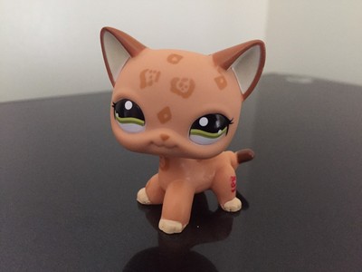 lps shorthair cat leopard