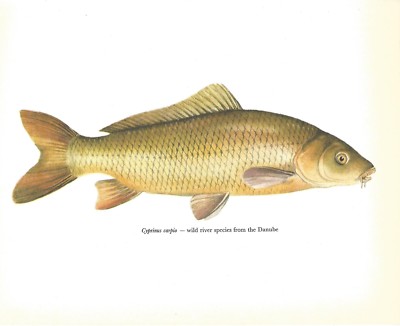 Schöner Wild River Karpfenfisch Buchdruck / Teller auf Papier. 40+ Jahre alt