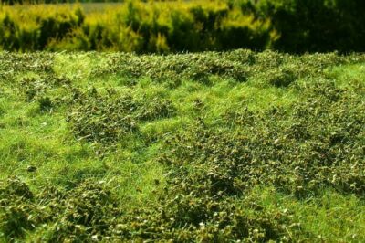 Model Scene F501 [Premium] Grass Mat - Low Bushes, Spring (Size:18x28cm /7''x11'')
